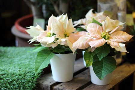 Beautiful bouquet of white flowersの写真素材