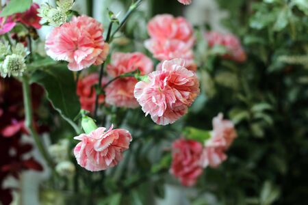 Flowering carnations, pink, red, green, white.の写真素材