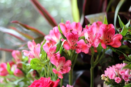 Beautiful red flowerの写真素材