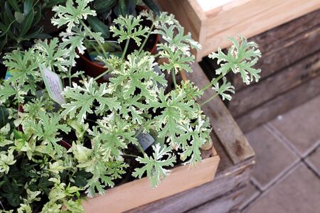 mix flowers in a large vase in the gardenの写真素材