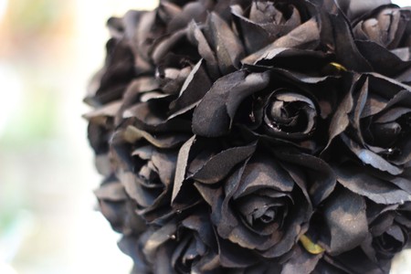 Black Roseの写真素材