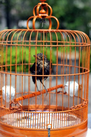 bird in the wooden cage, taken in Hong Kong Bird Marketの写真素材
