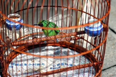 bird in the wooden cage, taken in Hong Kong Bird Marketの写真素材