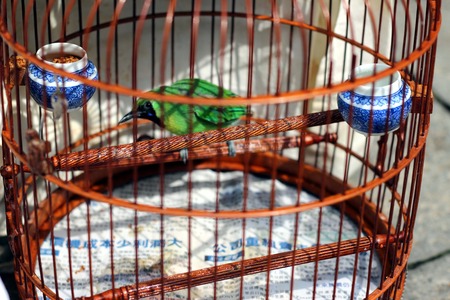 bird in the wooden cage, taken in Hong Kong Bird Marketの写真素材