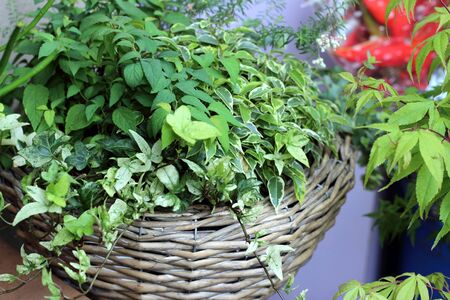 mix flowers in a large vase in the gardenの写真素材