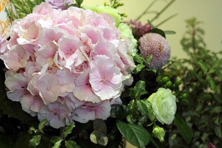 Hydrangea, flowersの写真素材