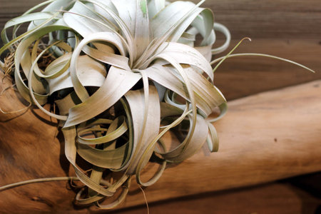 roots artの写真素材