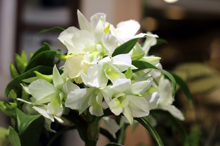 Beautiful bouquet of white flowersの写真素材