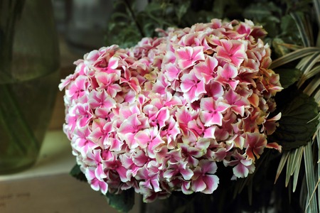 Hydrangea, flowersの写真素材