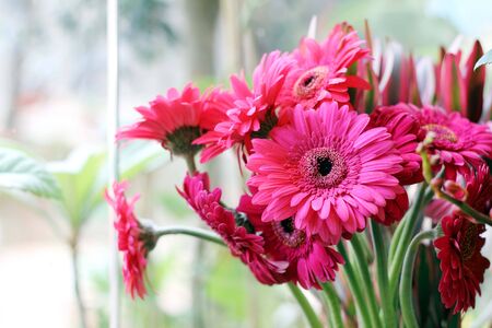 Colorful gerberaの写真素材