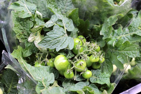 Small herb and flower garden built on terrace or roofの写真素材
