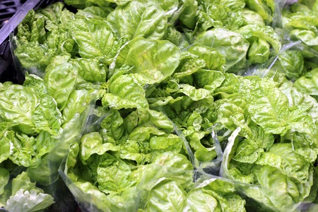 Small herb and flower garden built on terrace or roofの写真素材