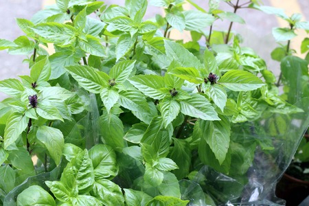 Small herb and flower garden built on terrace or roofの写真素材