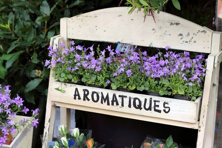 Tree with pink flowers, purpleの写真素材