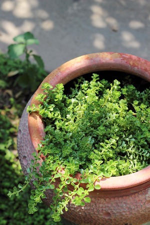 Flower Garden. A garden flower arrangement full of annuals and perennials.の写真素材