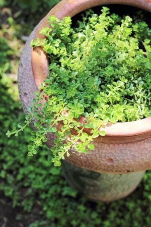 Flower Garden. A garden flower arrangement full of annuals and perennials.の写真素材