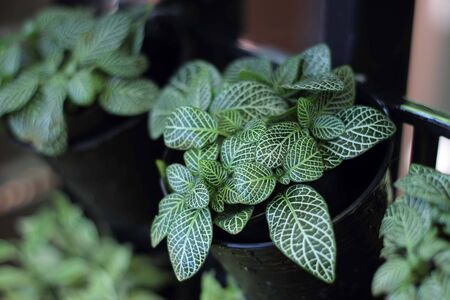 Vertical gardenの写真素材