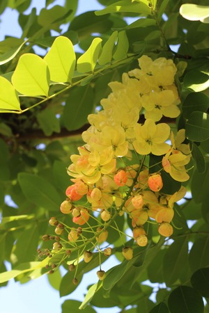 Yellow flowers in thailandの写真素材
