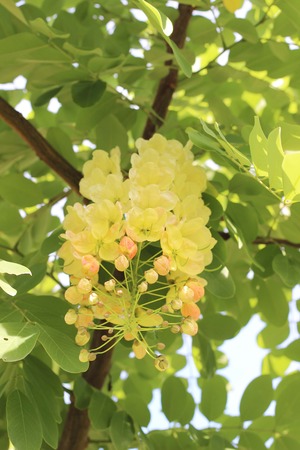 Yellow flowers in thailandの写真素材