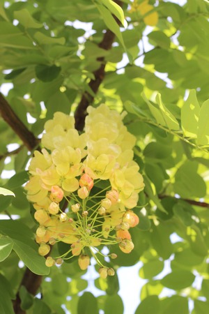 Yellow flowers in thailandの写真素材