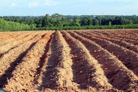 Cassava or manioc plant field in Thailandの写真素材