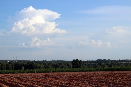Cassava or manioc plant field in Thailandの写真素材