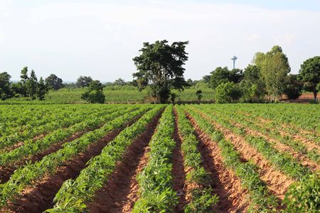 Cassava or manioc plant field in Thailandの写真素材