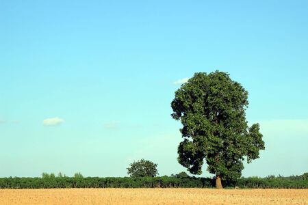 Cassava or manioc plant field in Thailandの写真素材