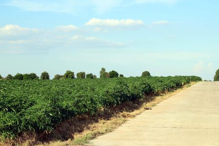 Cassava or manioc plant field in Thailandの写真素材