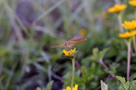 Dragonfly on grass with grassland green backgroundの写真素材
