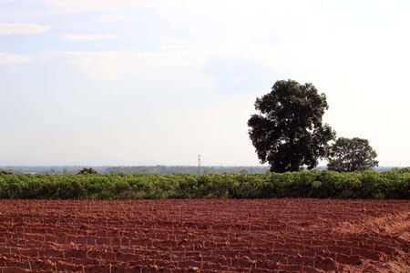 Cassava or manioc plant field in Thailandの写真素材