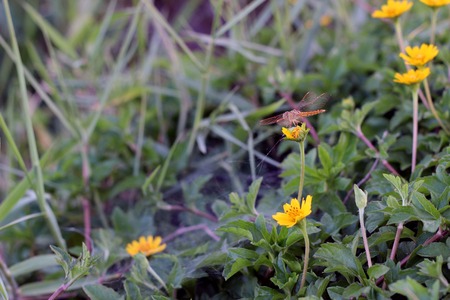 Dragonfly on grass with grassland green backgroundの写真素材