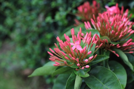 Beautiful of Red flower spike in the gardenの写真素材