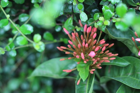 Beautiful of Red flower spike in the gardenの写真素材