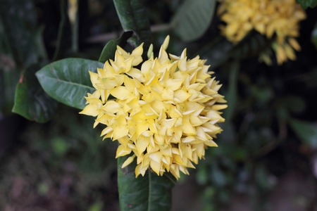 Beautiful of Red flower spike in the gardenの写真素材