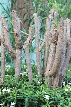 China box tree flowersの写真素材