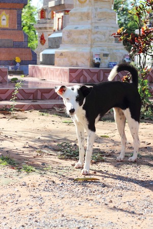 black dog with red brick background in the thai templeの写真素材