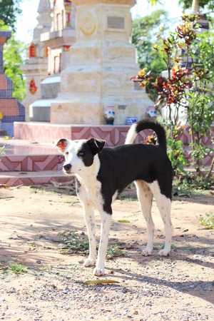 black dog with red brick background in the thai templeの写真素材