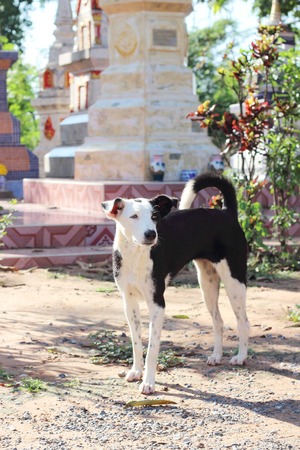 black dog with red brick background in the thai templeの写真素材