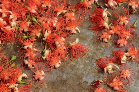 Full frame background of pink exotic flowers - Barringtonia .の写真素材