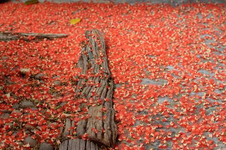 Full frame background of pink exotic flowers - Barringtonia .の写真素材