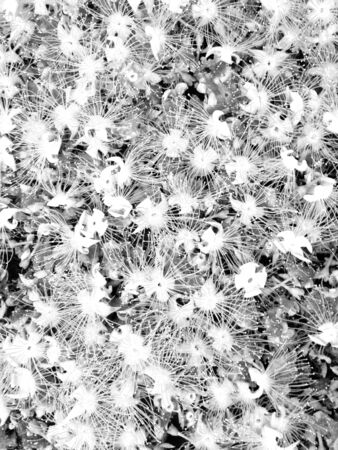 Flower backgroundの素材