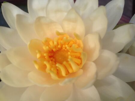 Lotus Flowerの素材