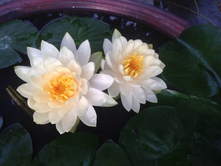 Lotus Flowerの素材
