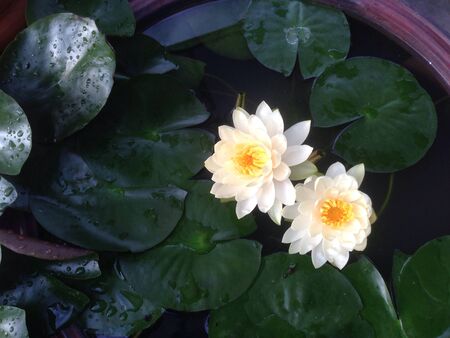 Lotus Flowerの素材