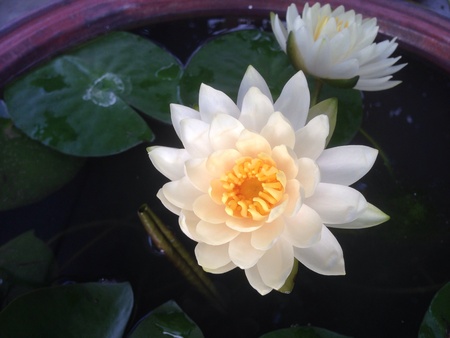 Lotus Flowerの素材