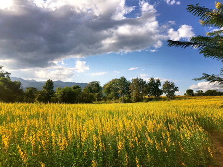 Yellow flowers field