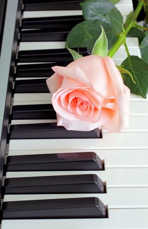 Rose pianoの写真素材