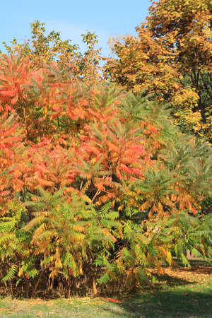 Autumnal treesの写真素材