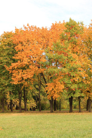 	Autumnal trees